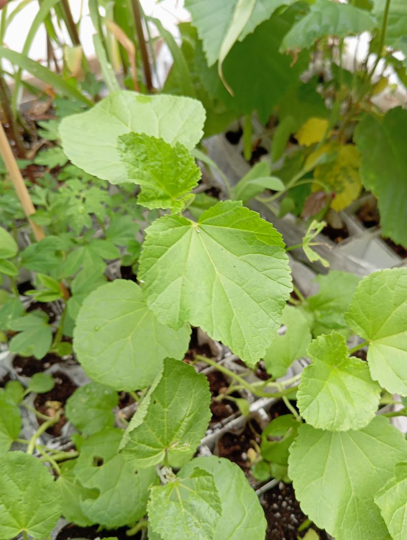 Althaea officinalis